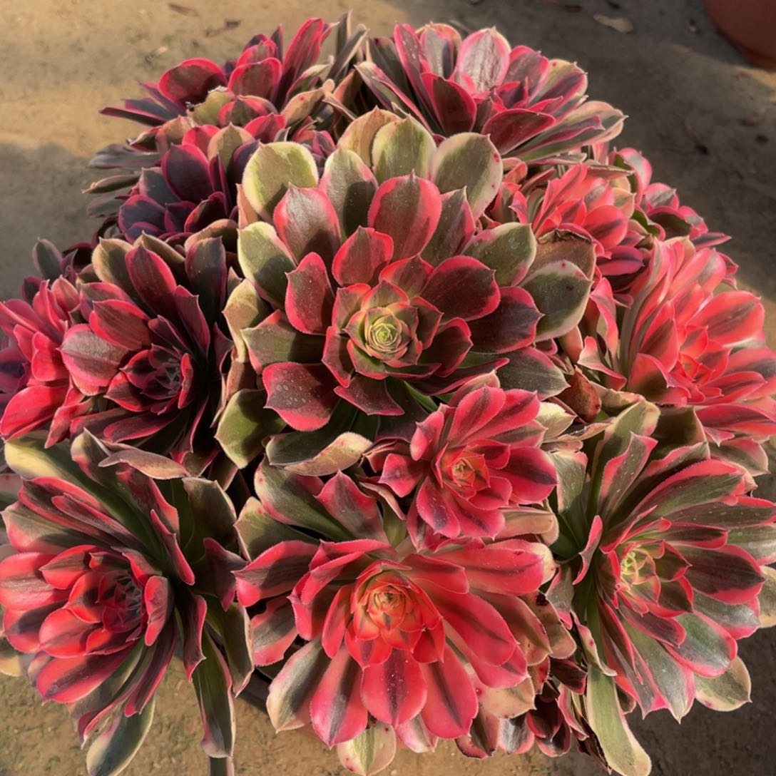 433妖月精品法师多肉