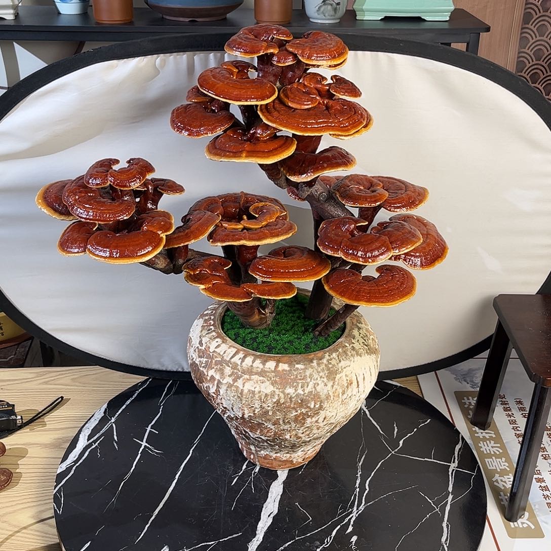 无花朵万事如意888888888888