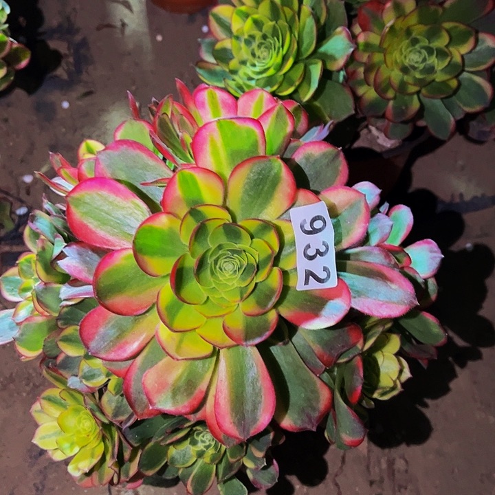 932奶白宽锦多肉植物处理不售后