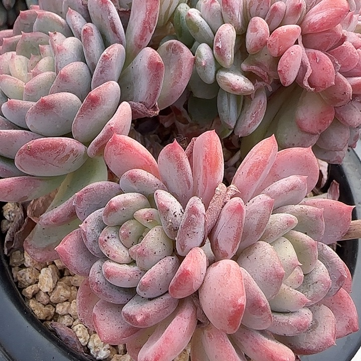 唐***拉青蛙王子儿童牙膏11