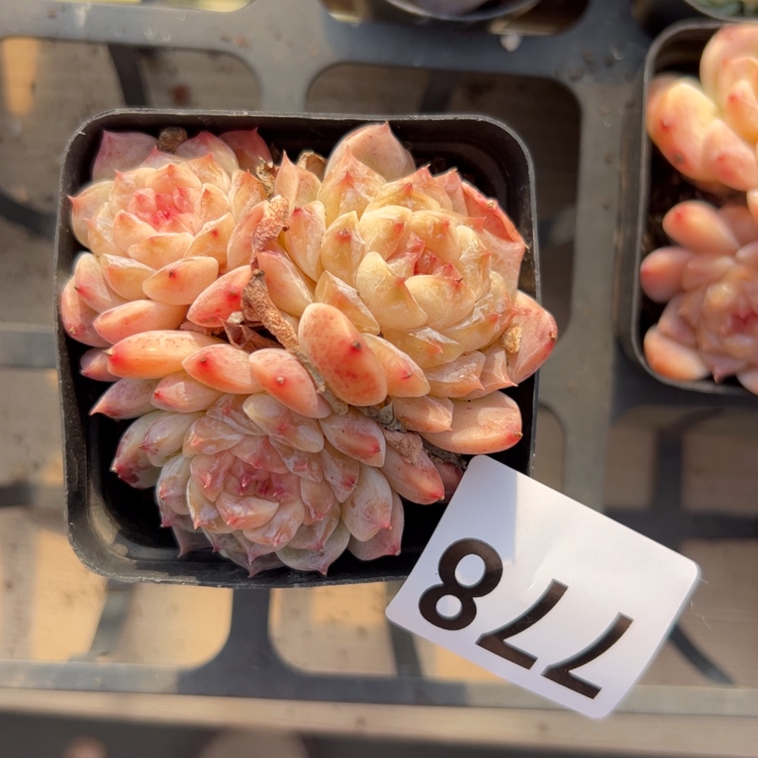 用***2778 满38包邮一物一拍