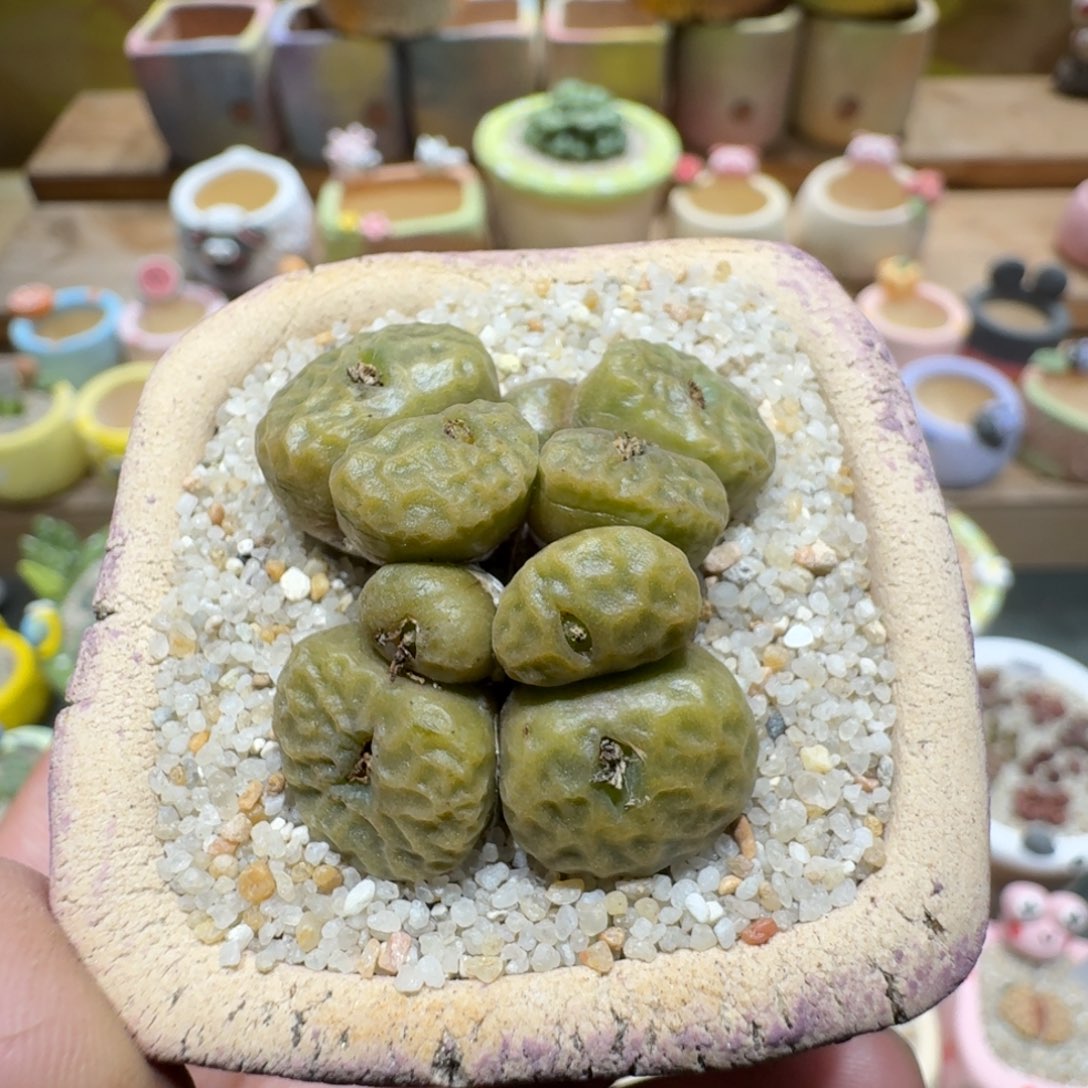 蘑菇1322烧麦多肉植物