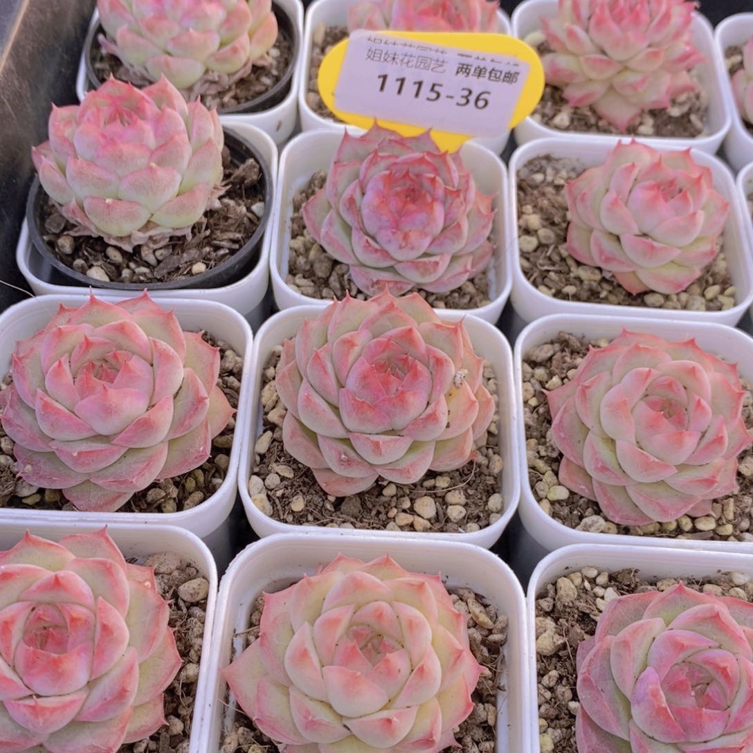 1115-36-精品桃薰女王单头两个