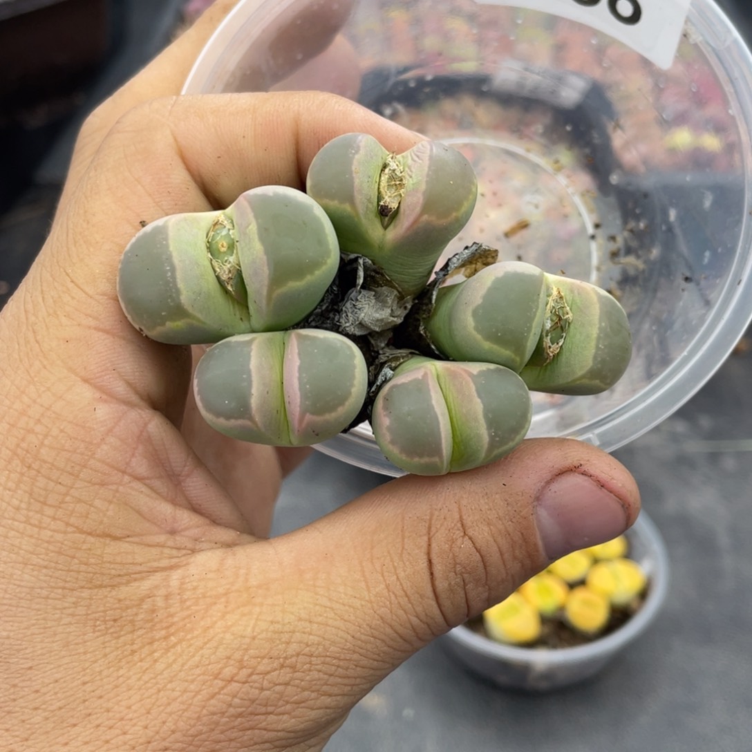 红陶000000000000156