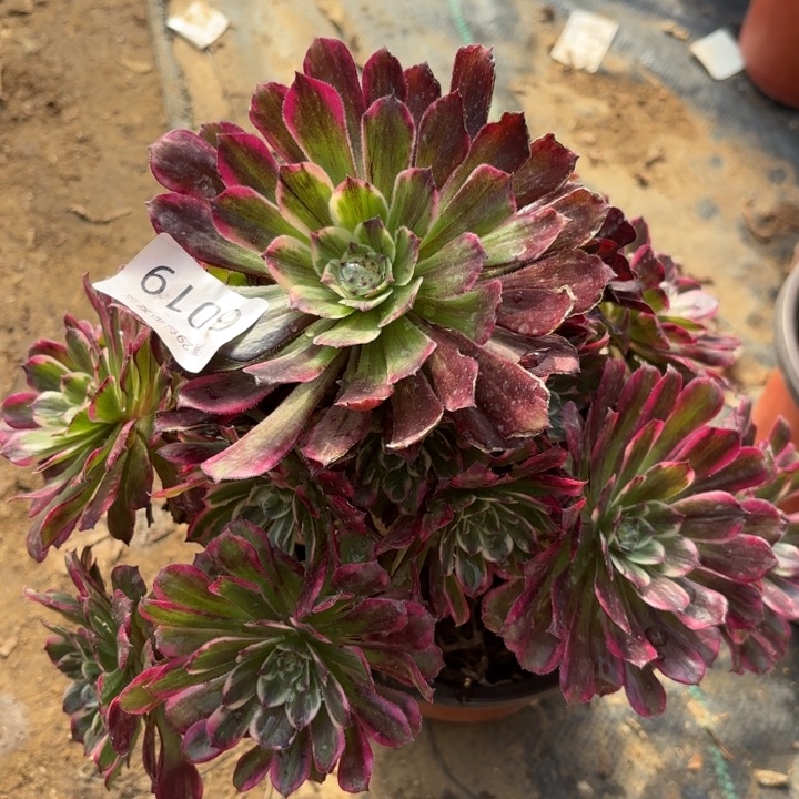 水墨画多肉法师6019