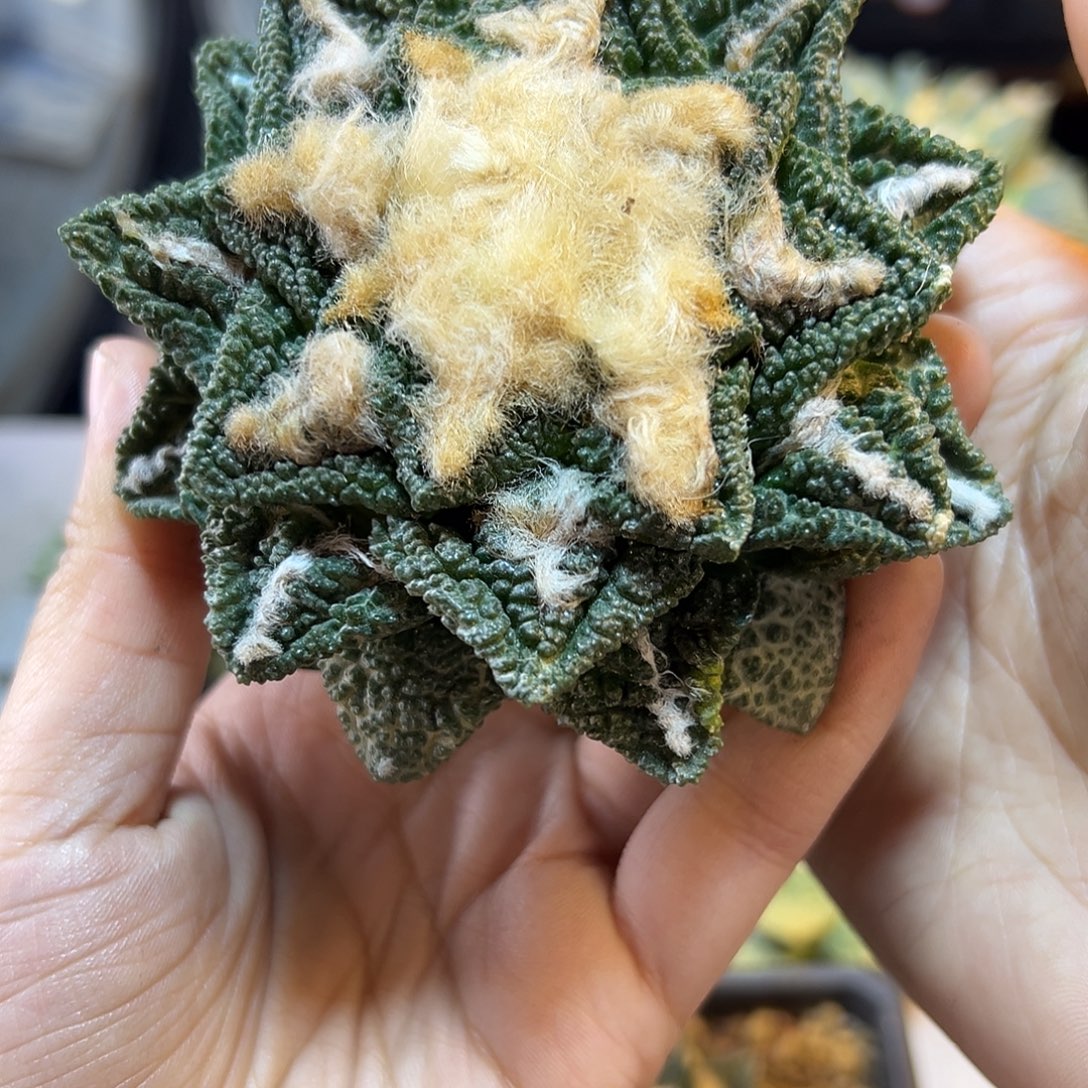 晚8号根芽辛盾9.4公分