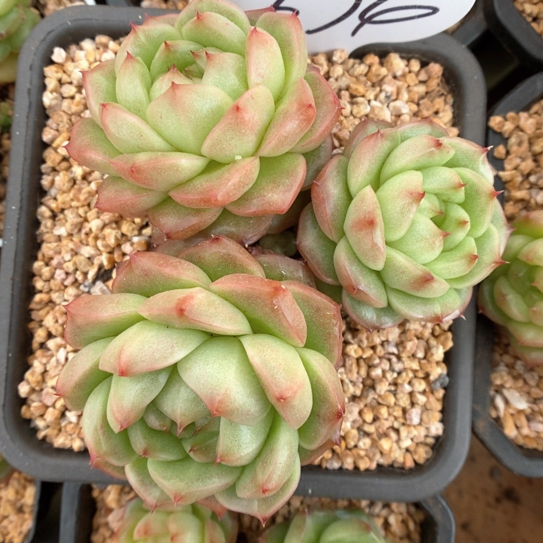 灯泡珍妮群生674号