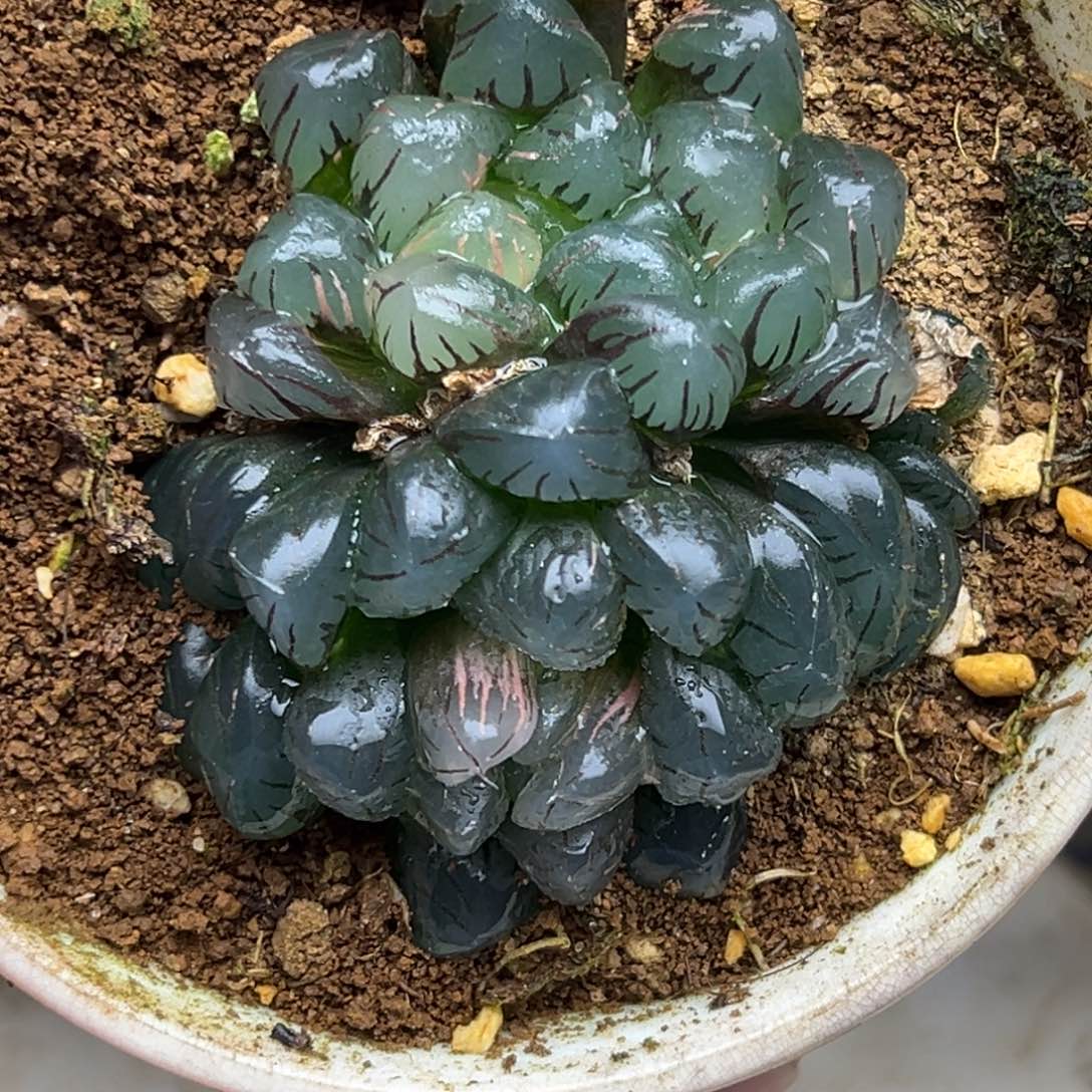 124龙爪玉露锦一物一拍