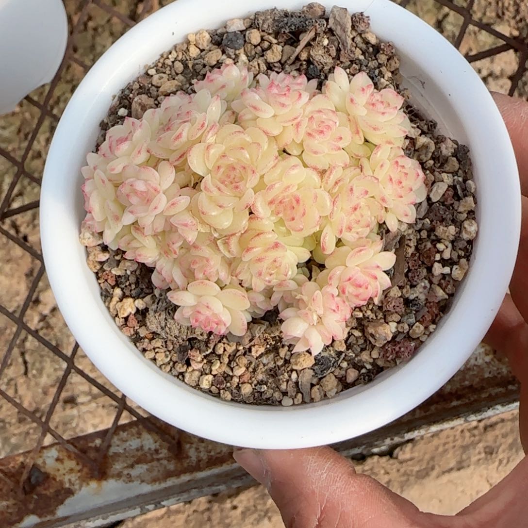 ?****?【闪购商品】0205-116（ht-40）