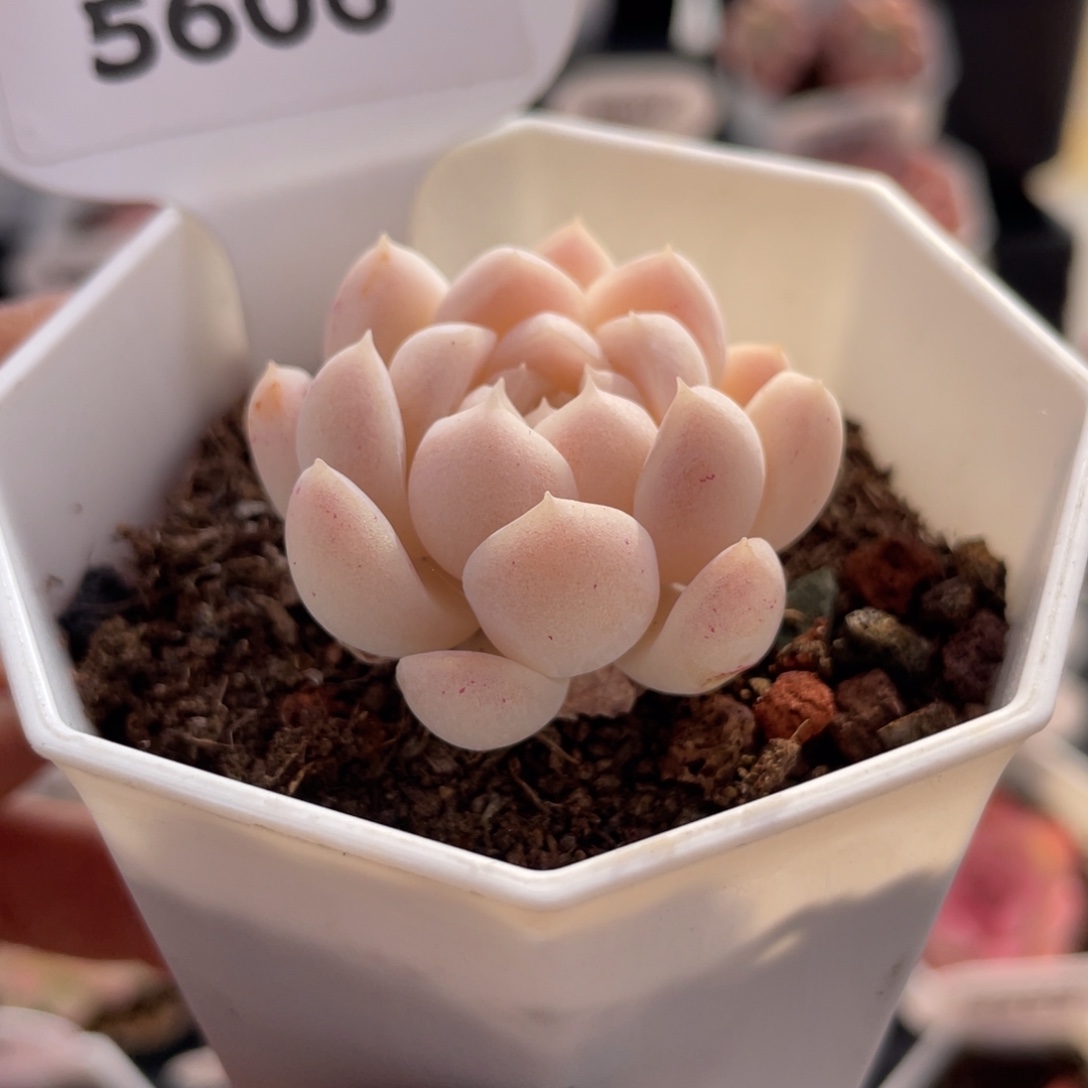 白月影5606-3.5厘米