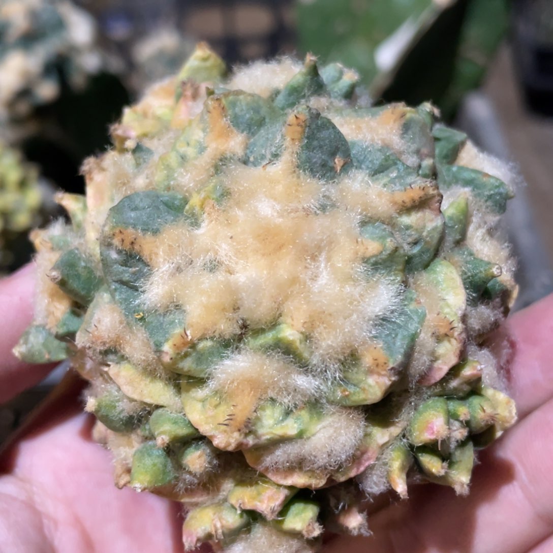 龟甲岩牡丹锦 淡淡散斑905 仙人球