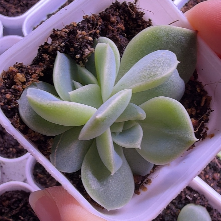 白昼叶插苗一物一拍