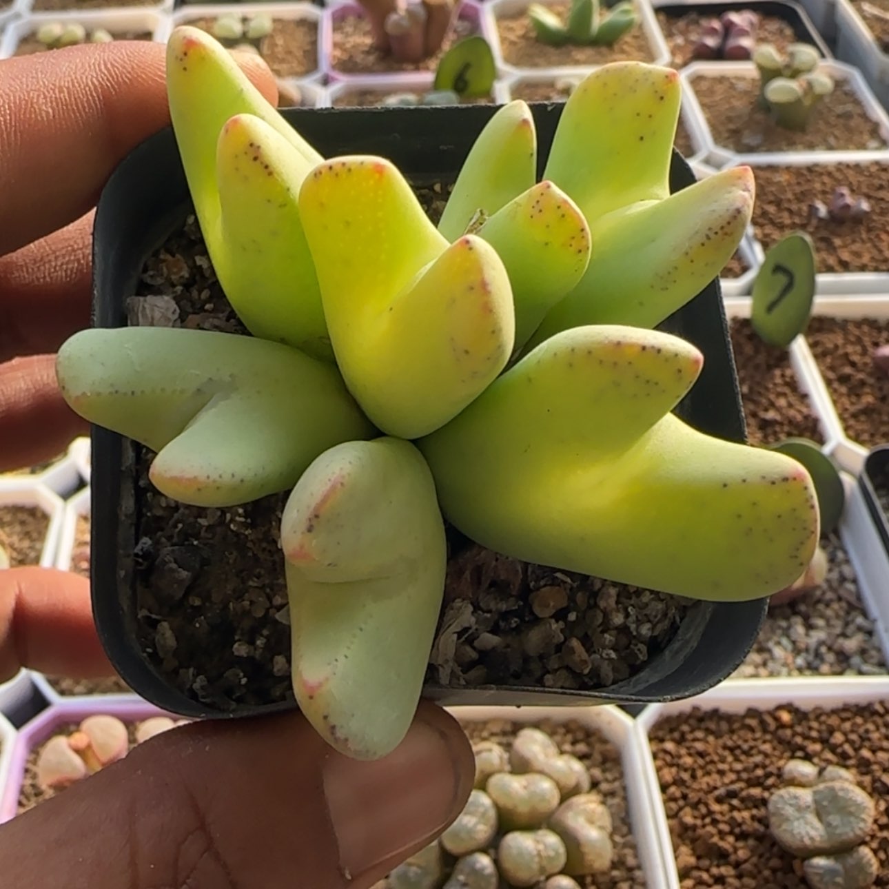 【闪购商品】21821