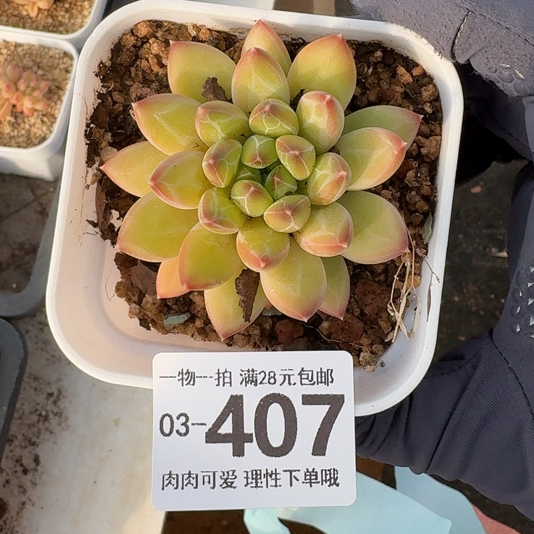 胖体青花瓷无盆土发货无