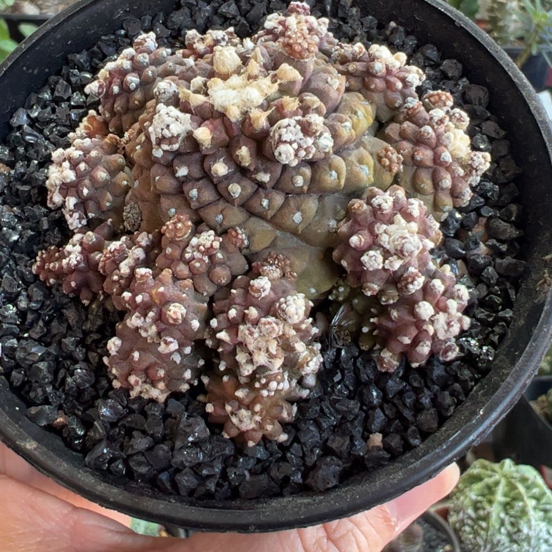 紫爆头带盆11111111111111