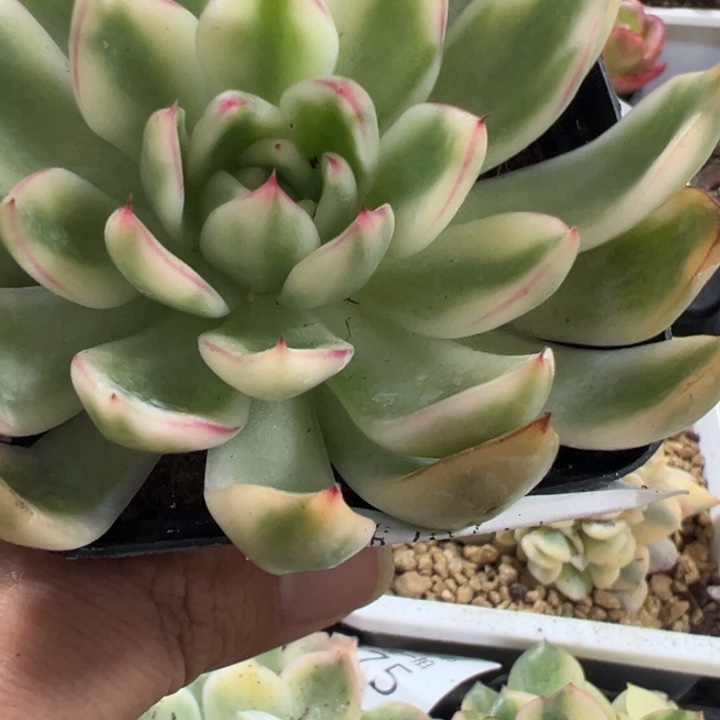 汉娜锦多肉植物2544