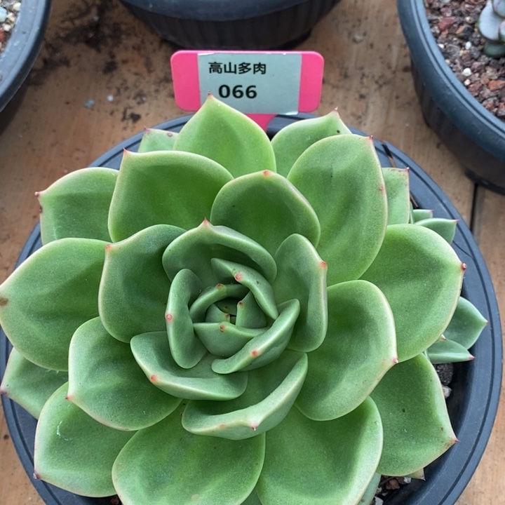 D236- 直播福利 葡萄