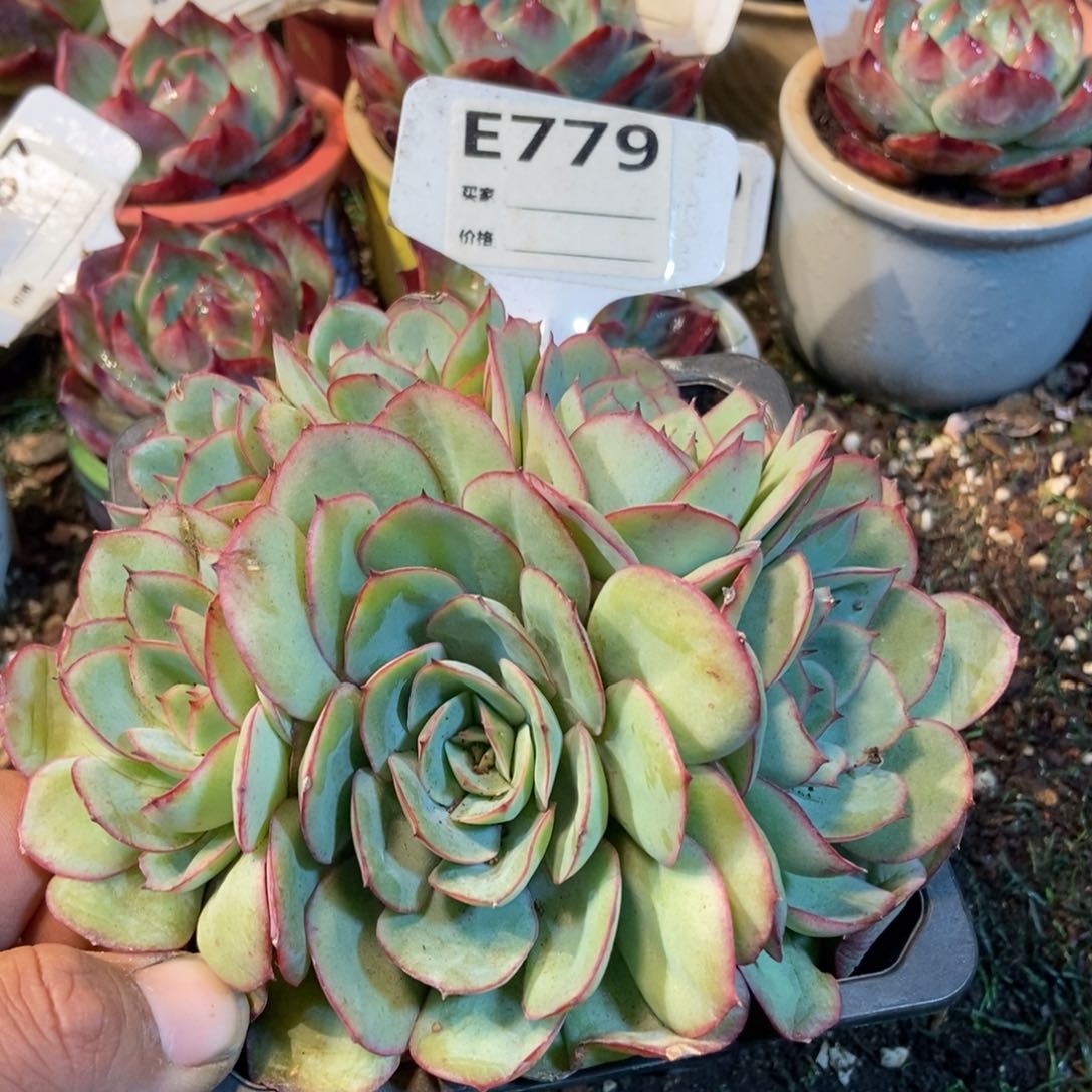 牡丹亭多肉植物779