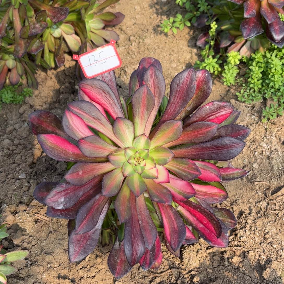 135多肉植物铜壶七彩