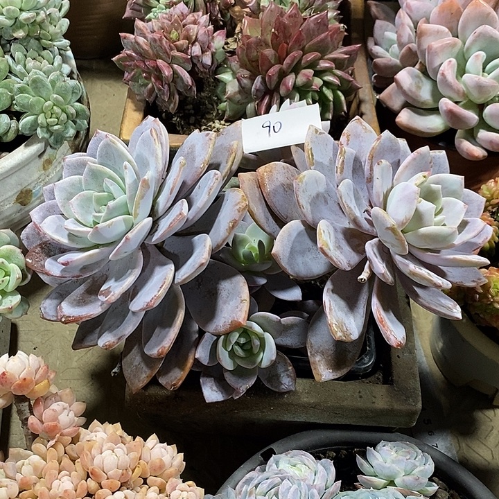 小七夕多肉红茶90