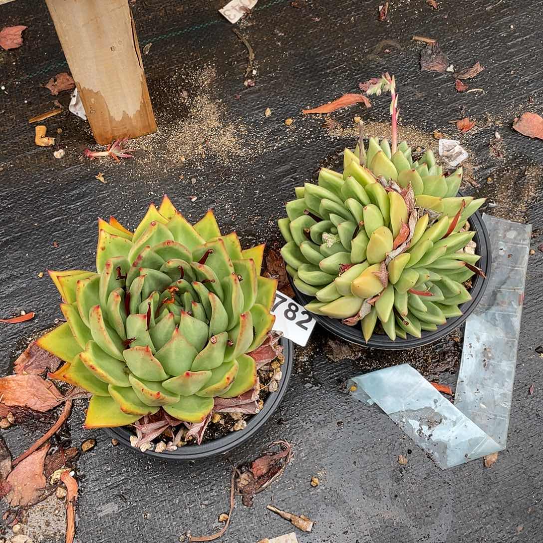 若如东云组拍782（冷链）