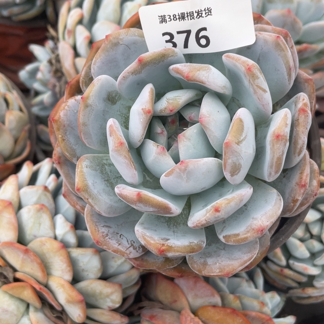 376橙子单头多肉植物一物一拍
