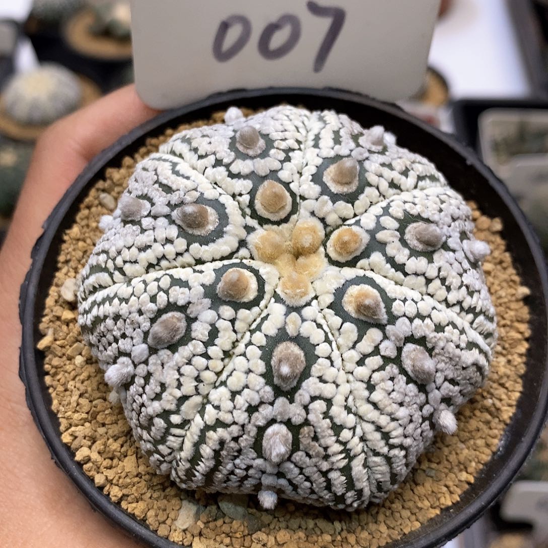 奇迹成田基因福利特价款