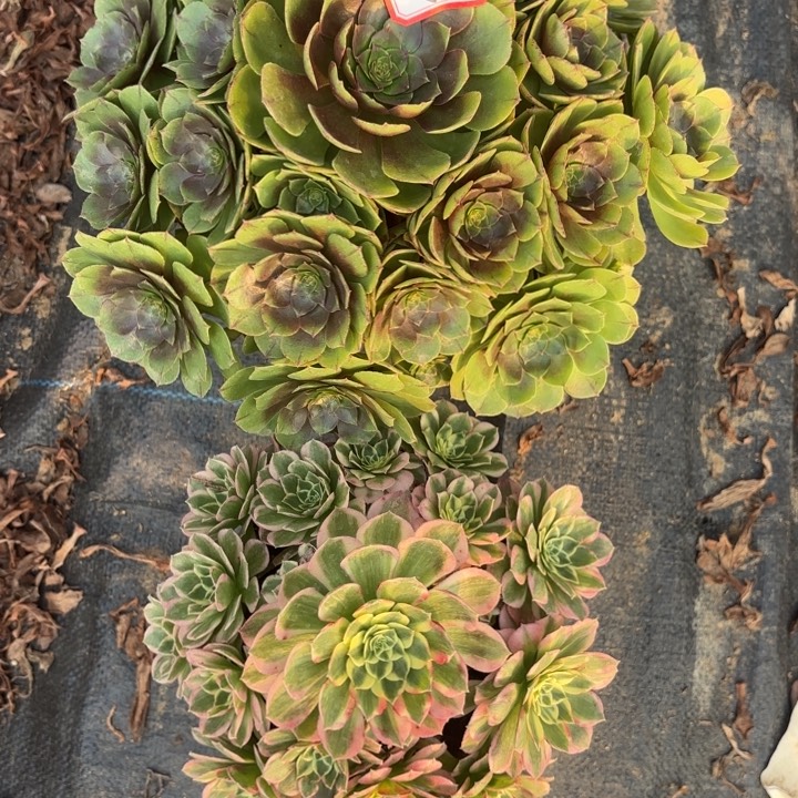 两颗多肉法师不包损32