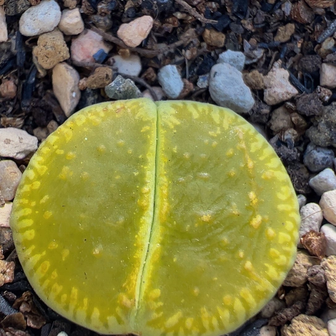 16多肉植物百科植物