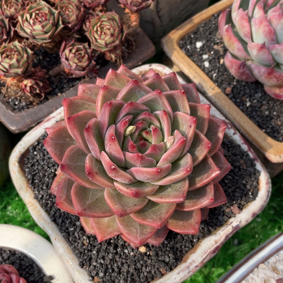 姐***肉多肉植物盆栽多肉植物盆栽