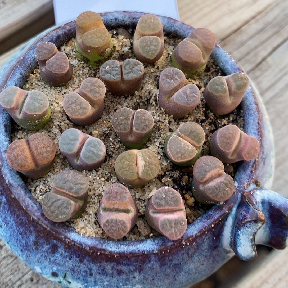 25308。 一组磁铁。  