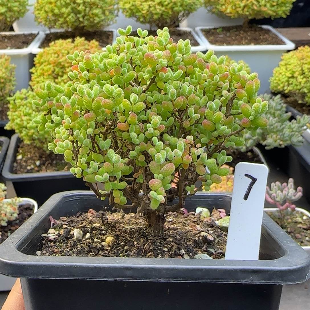 金桔糖球一物一拍