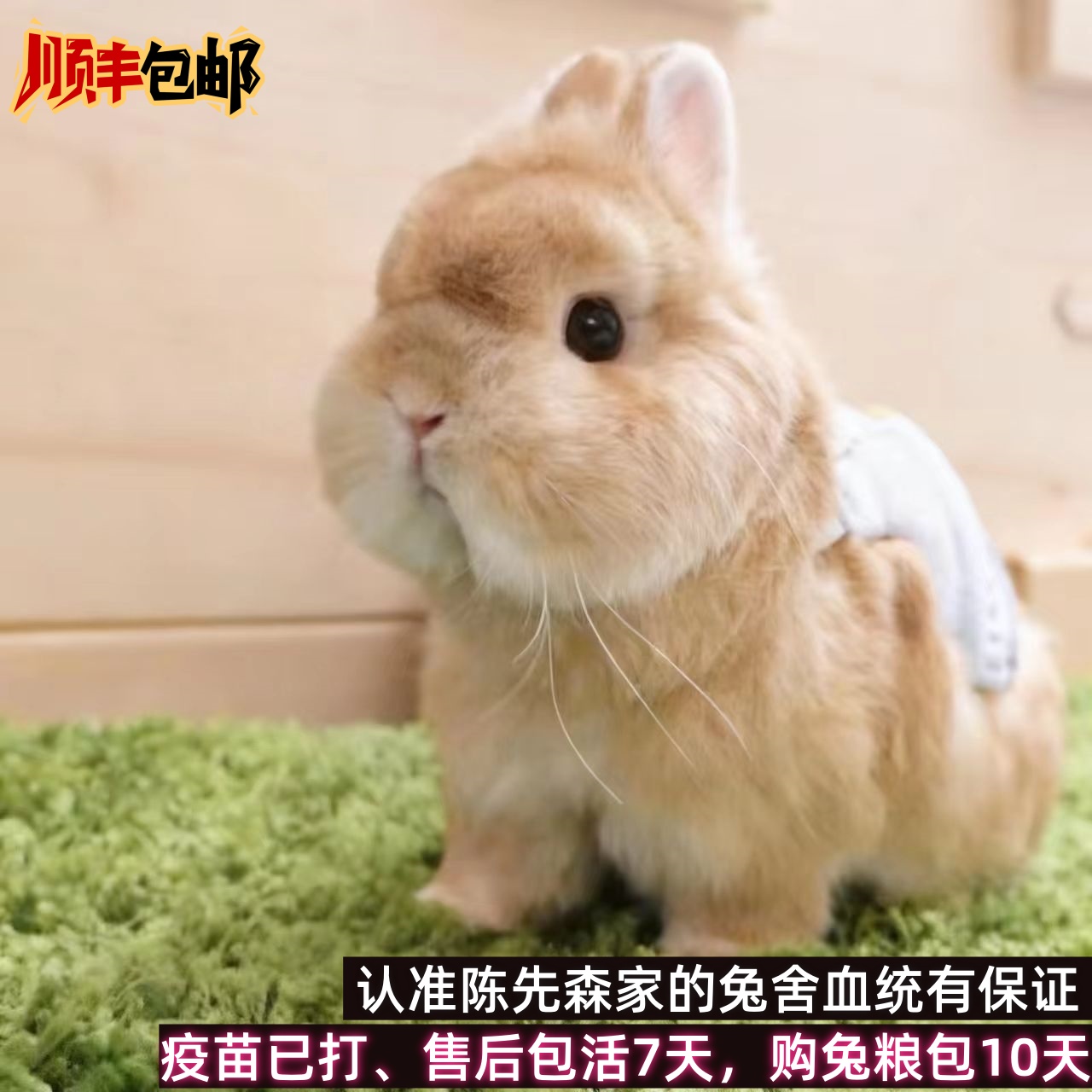 【陈先森的兔舍】美系双血统侏儒兔小兔子活体高品质迷你宠物兔