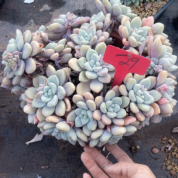 两单包邮，一物一拍29克洛伊