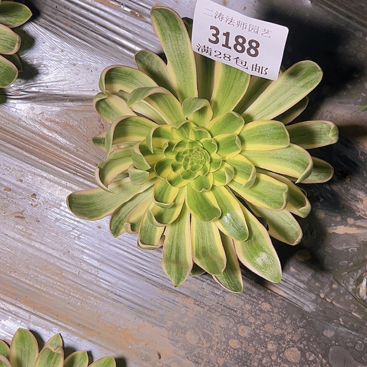 3188青莲多肉植物