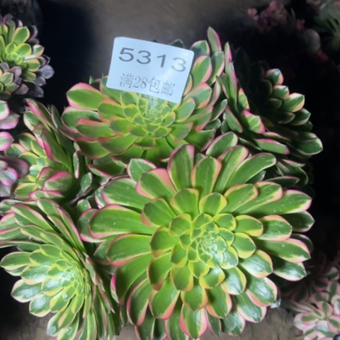 朝霞多肉多肉5313