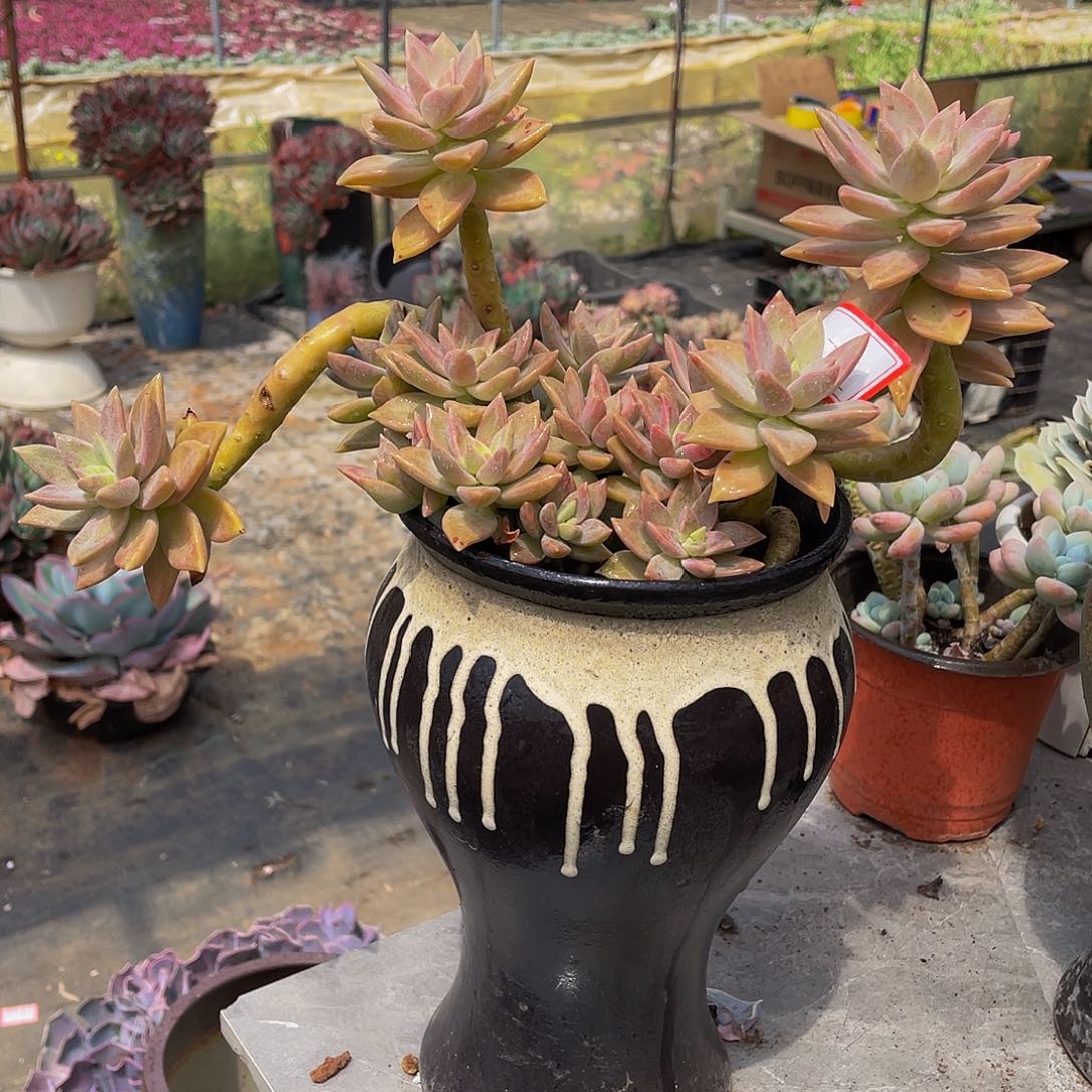 橙色恋人多肉植物群2702