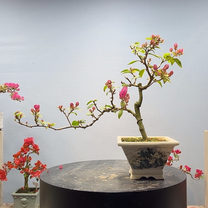 完全开放三角梅一物一拍