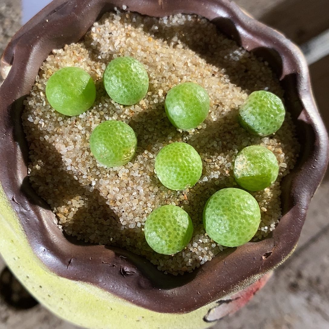 25392。  一颗玉米。 