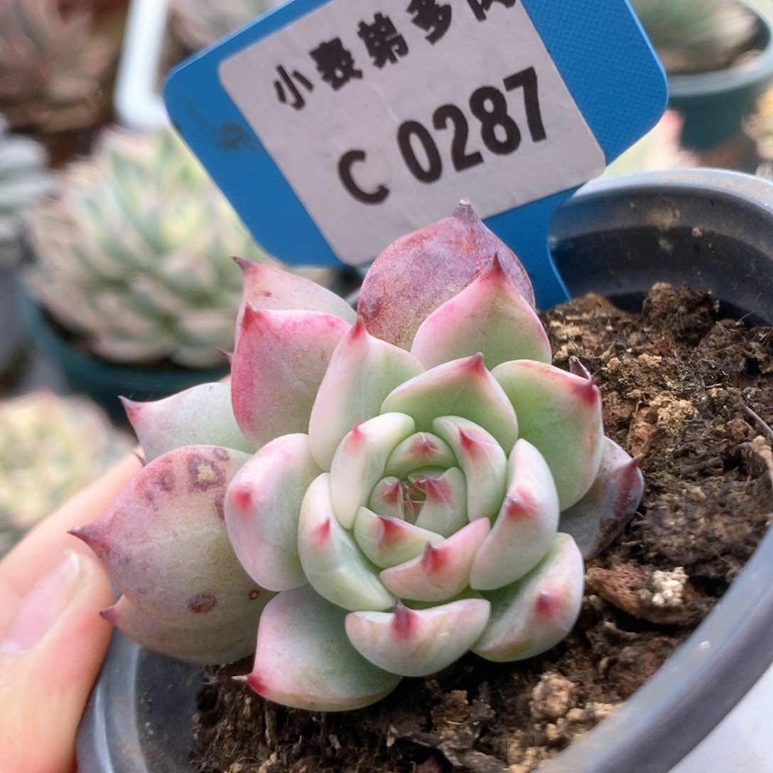 C287锦锦锦锦锦锦锦