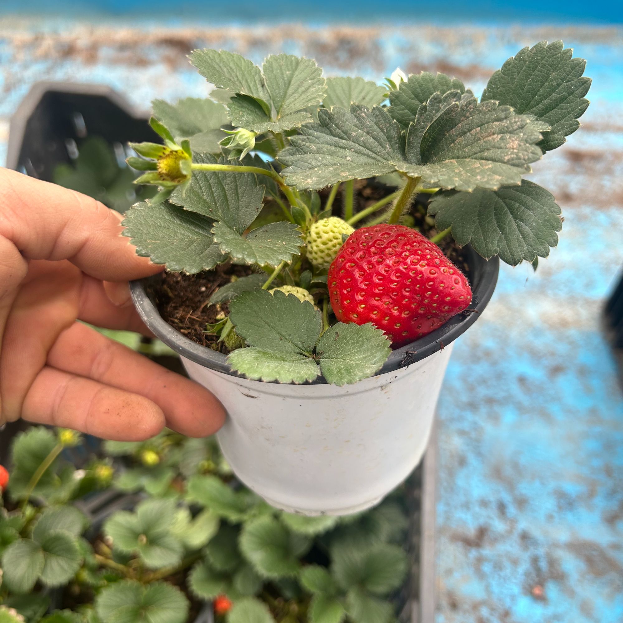 奶油草莓（满15包邮）小叔多肉