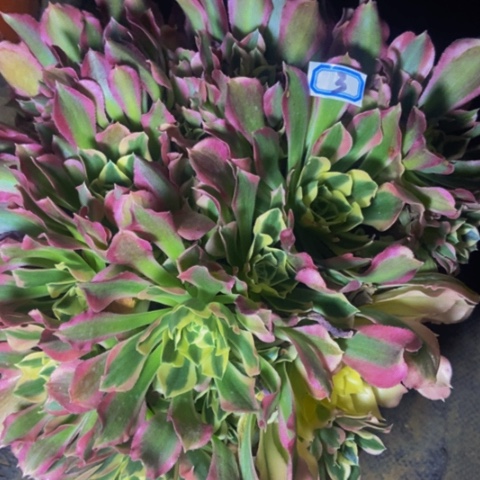 白凤丛林多肉植物3多肉