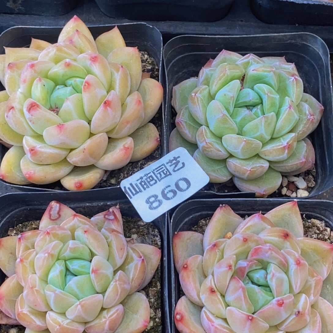  860多肉植物保护研究所所长