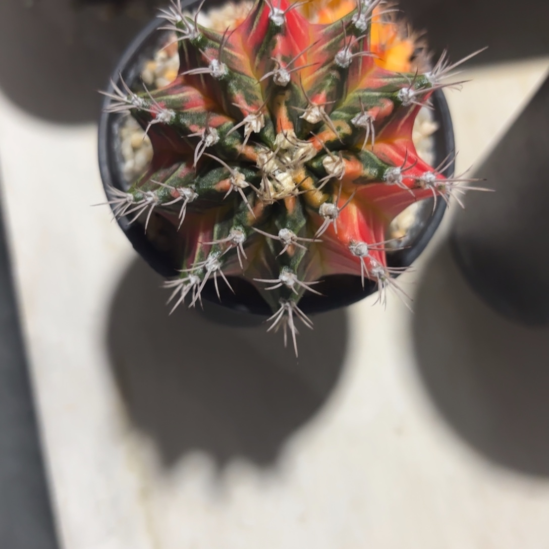 260-1208泰国发货多肉