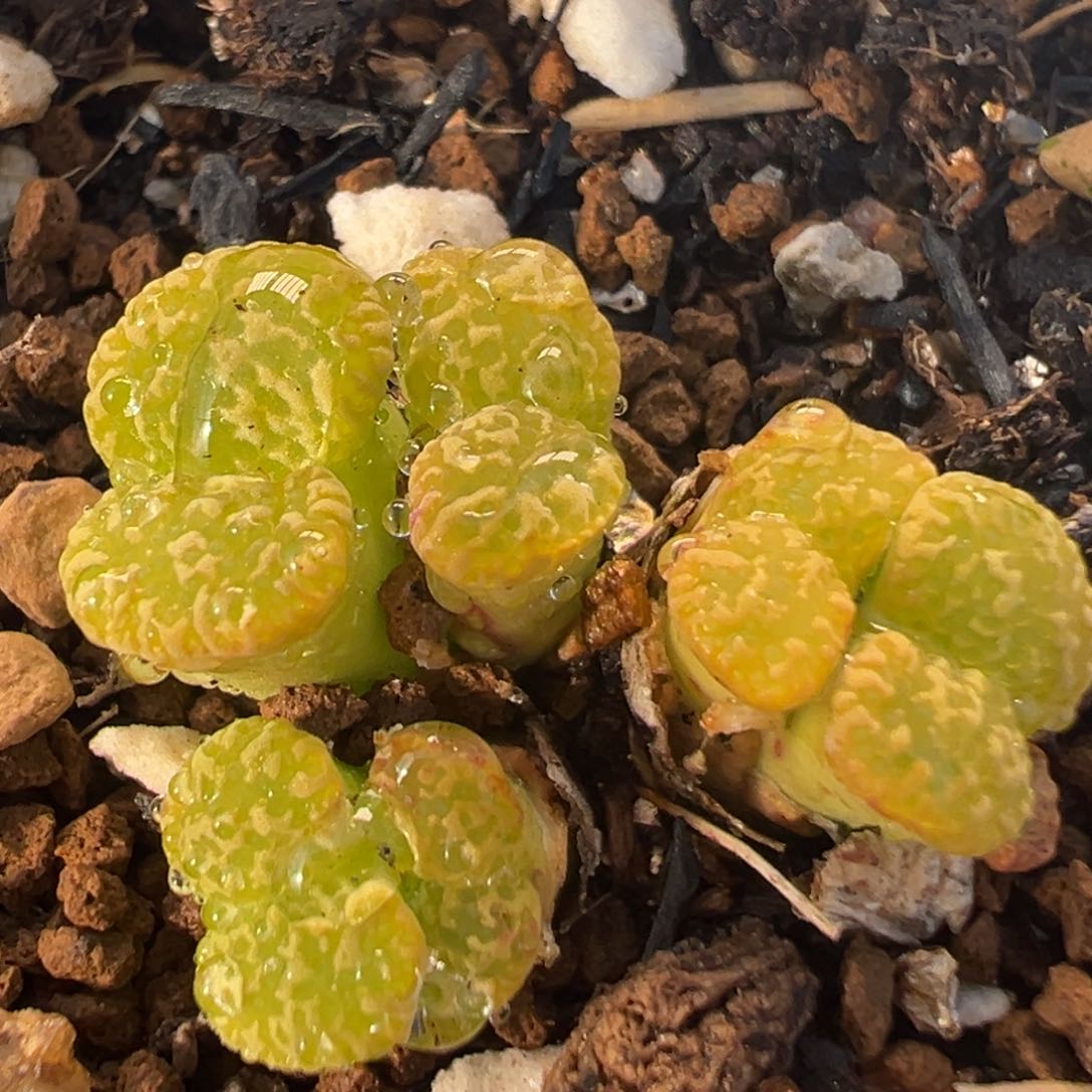 21多肉植物百科知识