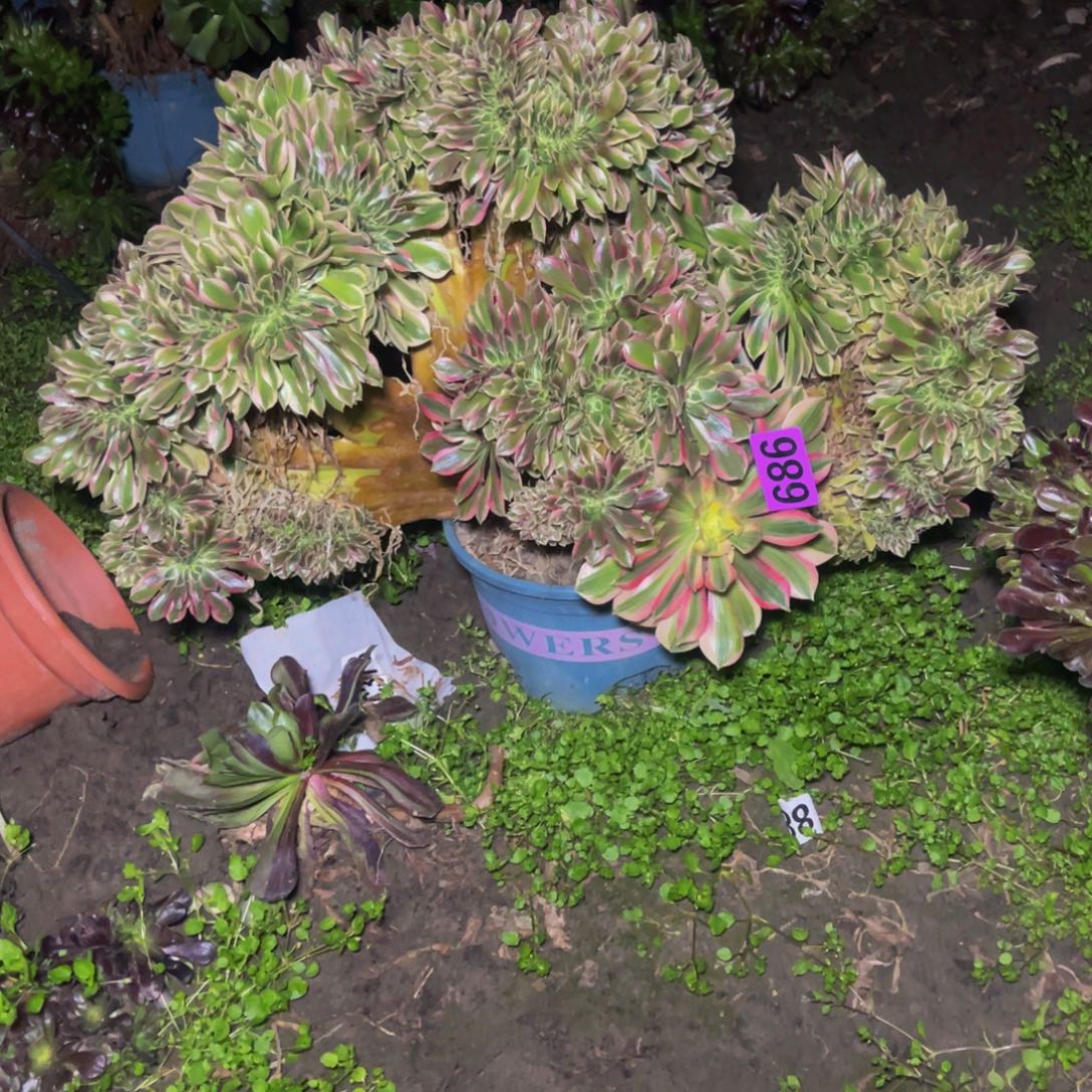 女神法师28/—40包邮