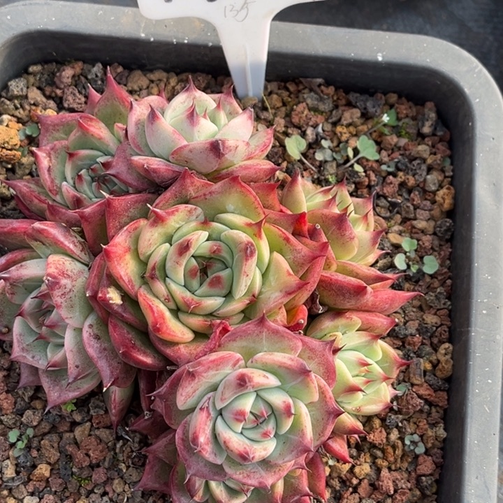 龙***利1608 0000多肉00000000