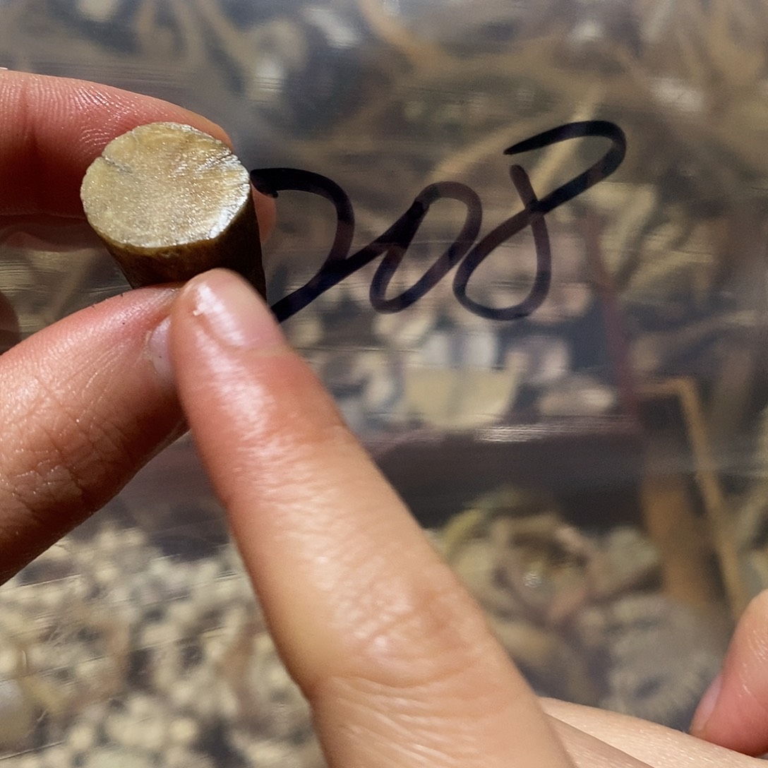 凯***旋非金属鹿角鹿角鹿角