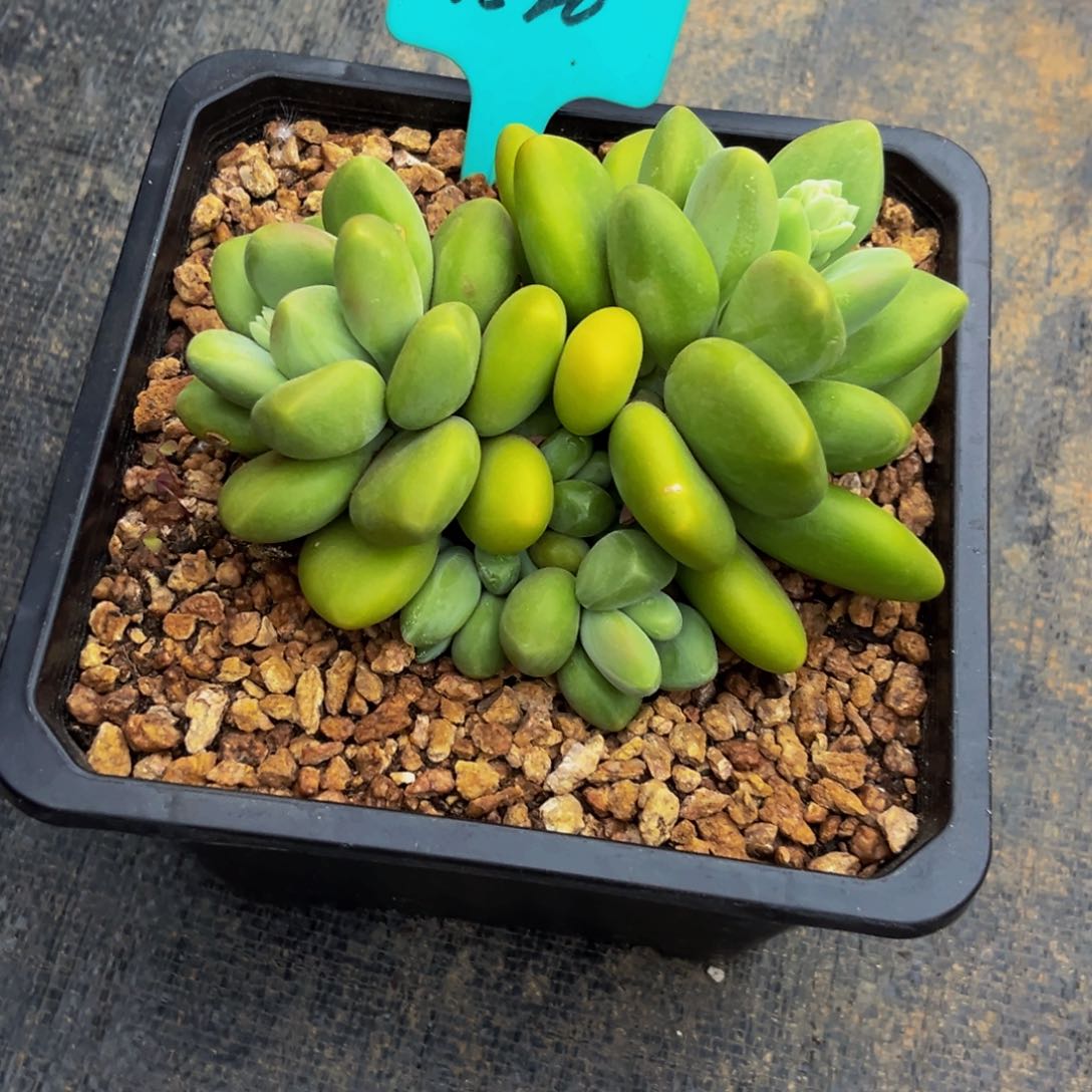 2520下午多肉植物群生
