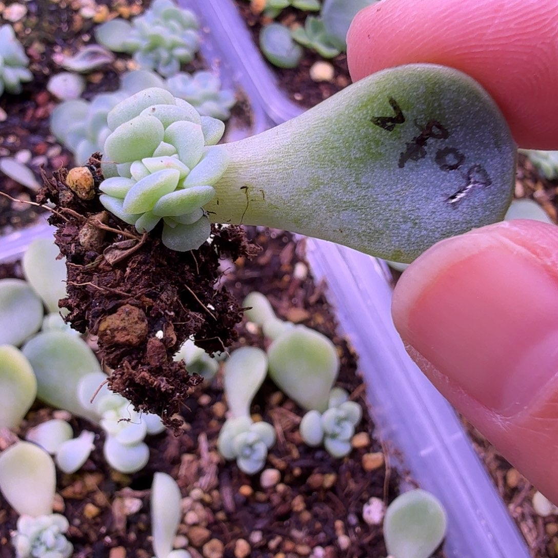 2909帕帕拉恰叶插苗